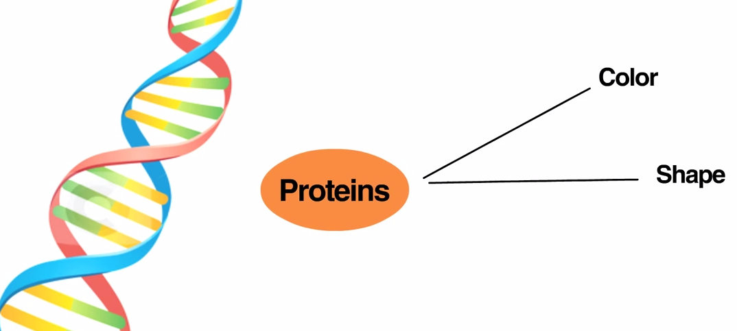 Pros And Cons Of Genetically Modified Foods Chart