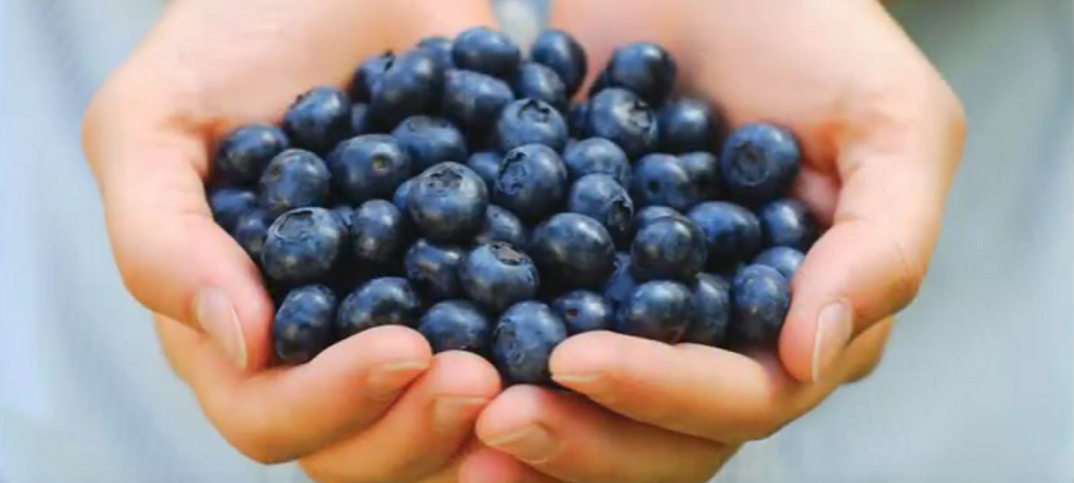7 Pros and Cons of Blueberries