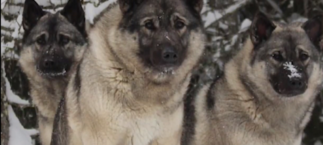 17 Norwegian Elkhound Pros and Cons