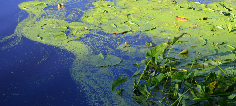 15 Advantages and Disadvantages of Using Algae as a Biofuel