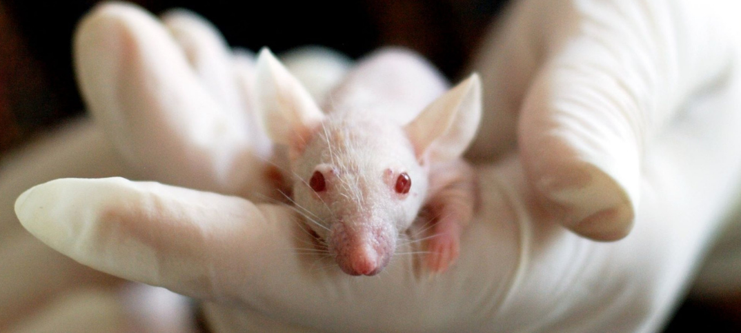 18 Advantages and Disadvantages of Animal Testing in Cosmetics