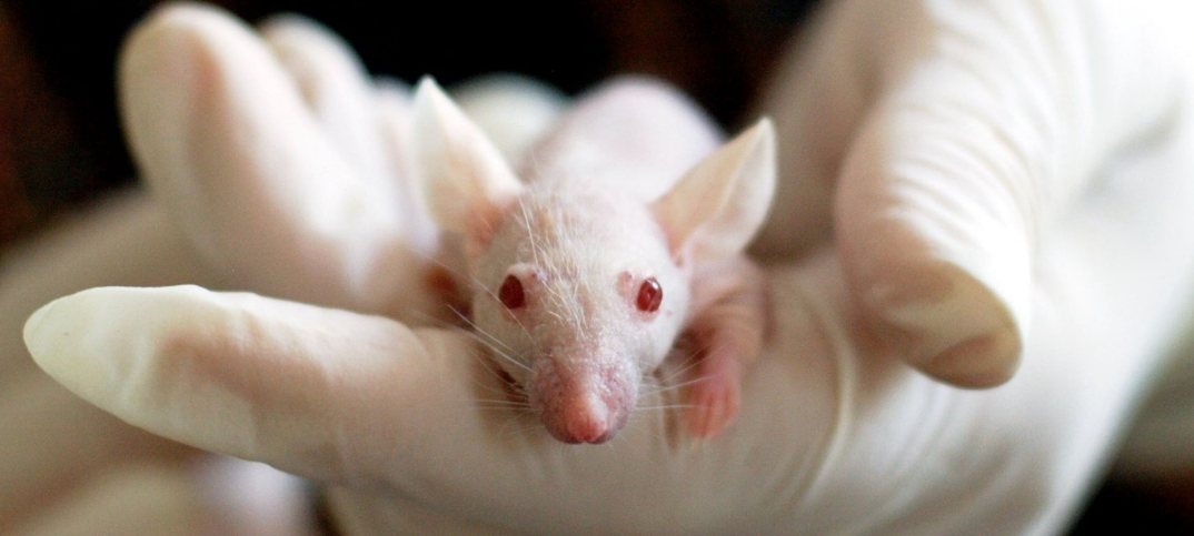 18 Advantages And Disadvantages Of Animal Testing In Cosmetics Green 