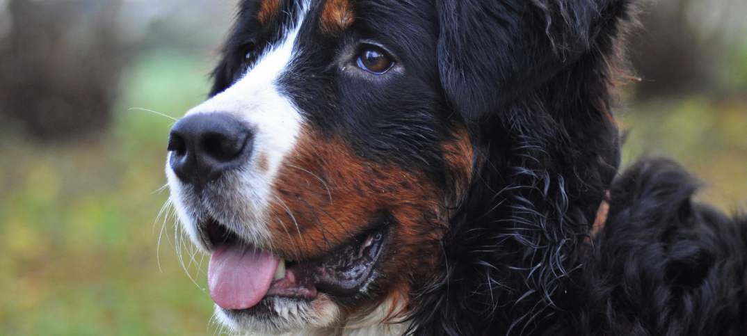 12 Bernese Mountain Dog Pros and Cons
