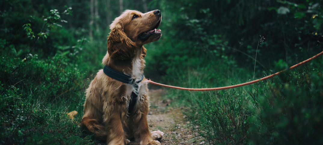 14 Dog Clicker Training Pros Cons
