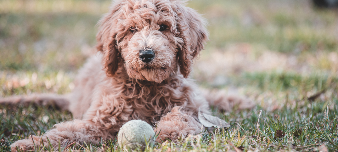 grey goldendoodle puppy