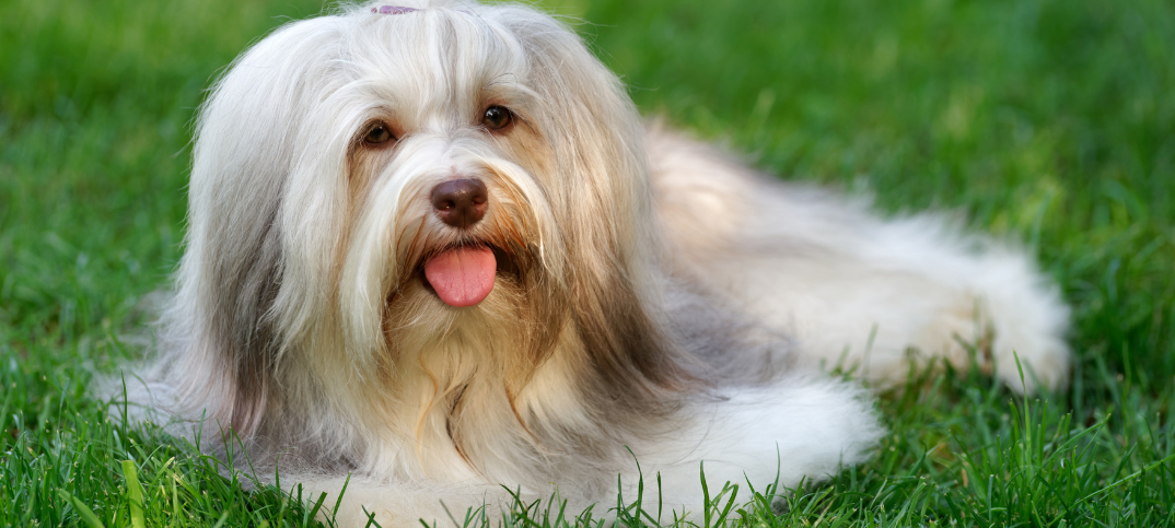 14 Pros and Cons of Owning a Havanese Dog Breed