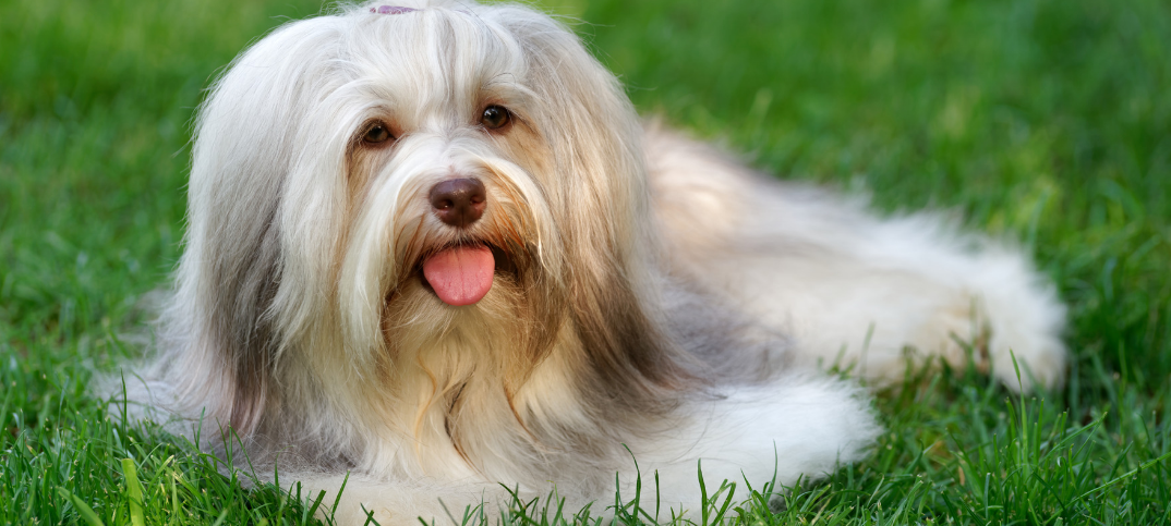 do havanese dogs change color