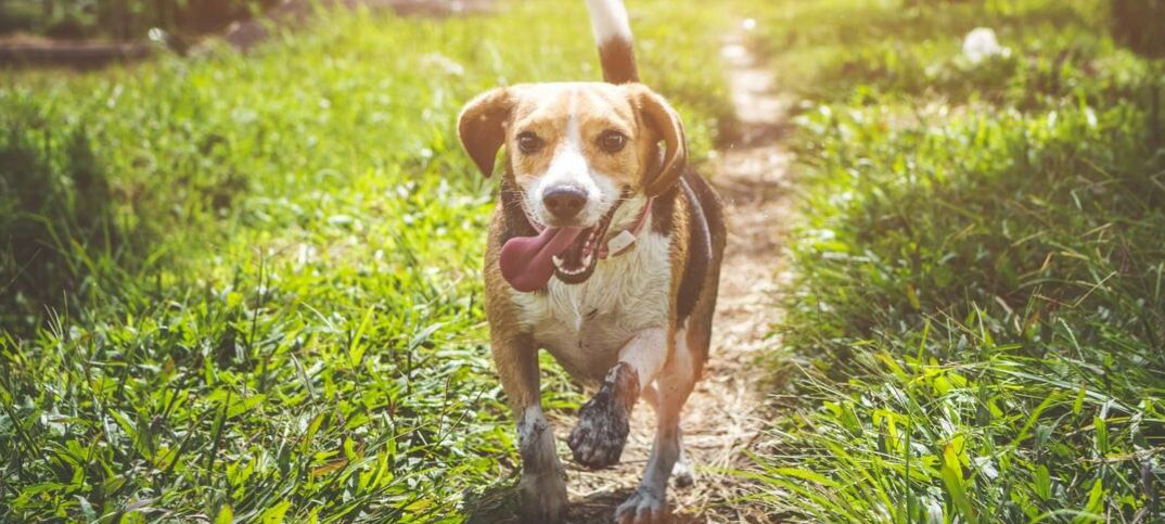 16 Biggest Pros and Cons of Owning a Beagle - Green Garage