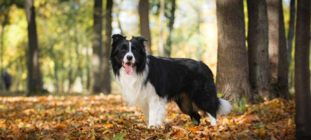 border collie eating problems