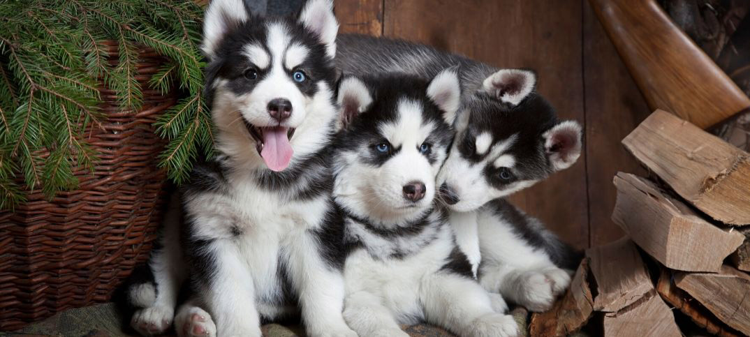Pros and Cons of Owning a Siberian Husky