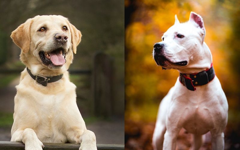 Golden-Labrador-American- Pitbull-Terrier
