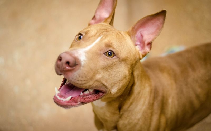 golden-labrador-pit-mix-breed