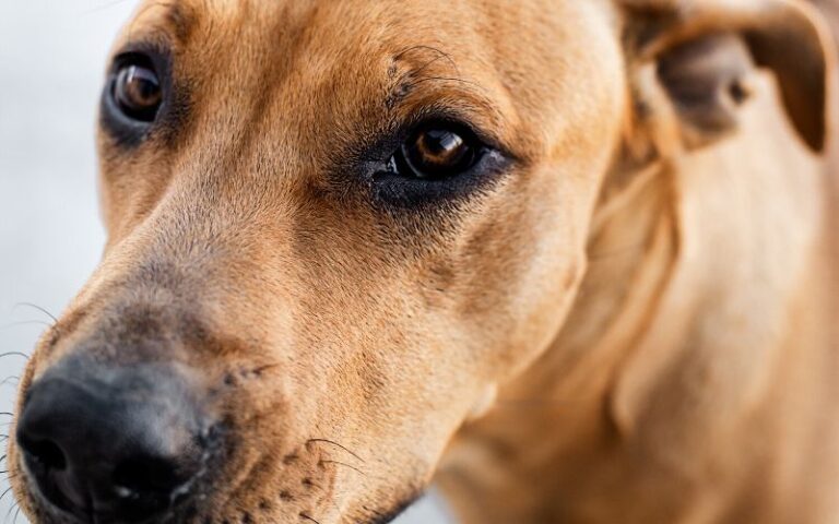 Golden Retriever Pitbull Mix Guide: 27 Things to Know Before Getting