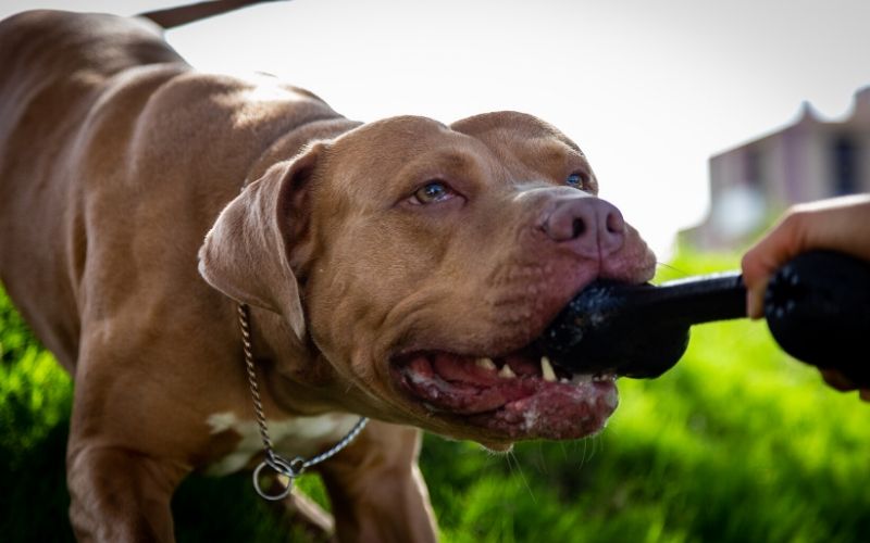 golden-labrador-pitbull-mix-chewing