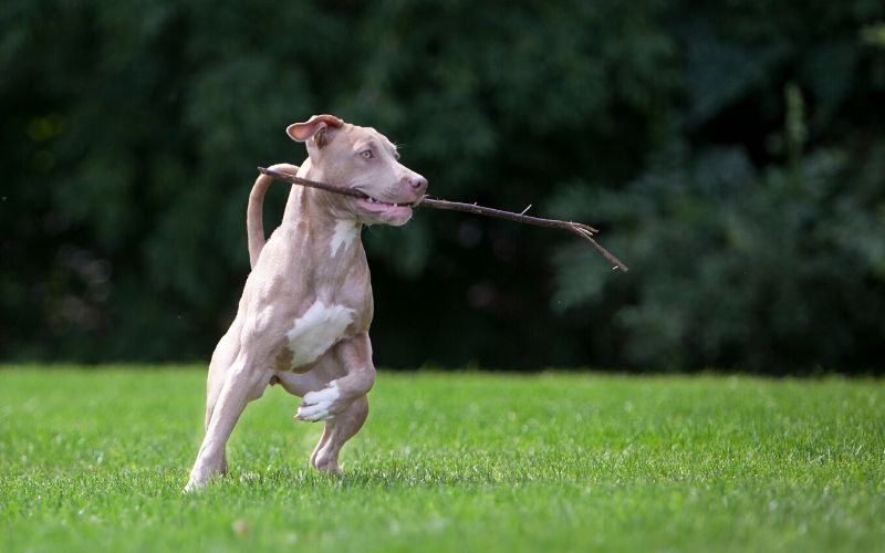 golden-labrador-pitbull-mix-exercise