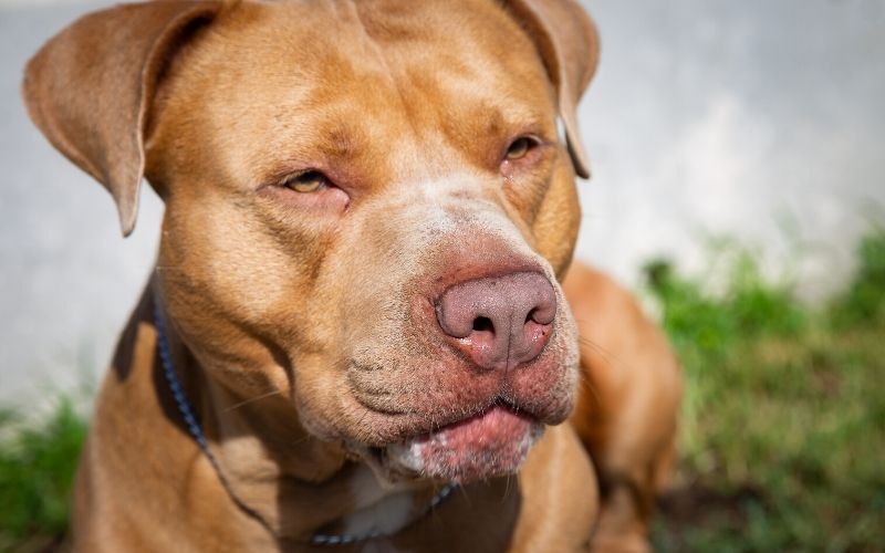 golden-labrador-pitbull-mix-mouth