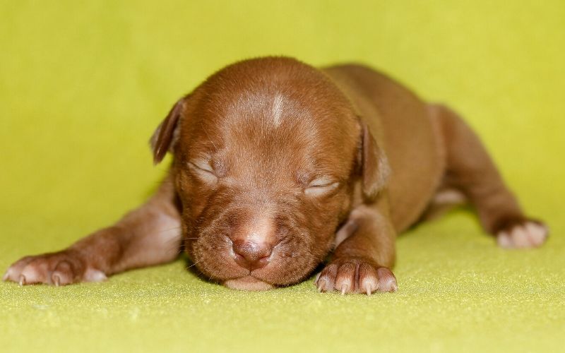 golden-labrador-pitbull-mix-puppy