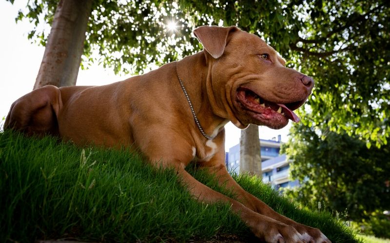 pitbull golden retriever