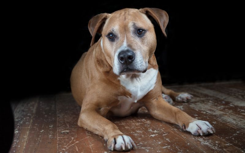 golden-retriever-mixed-with-a-pitbull