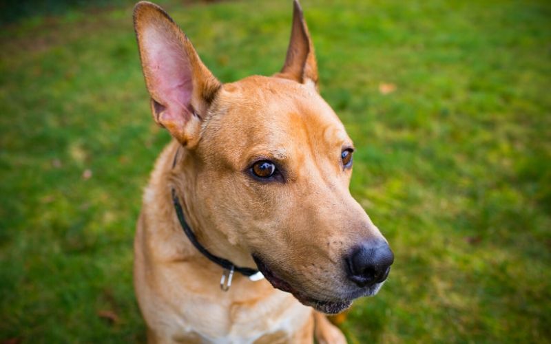 golden-retriever-mixed-with-pitbull