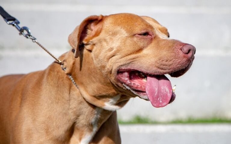 Golden Retriever Pitbull Mix Guide: 27 Things to Know Before Getting