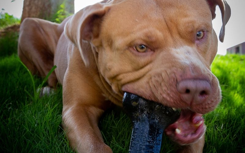 golden-retriever-pitbull-mix