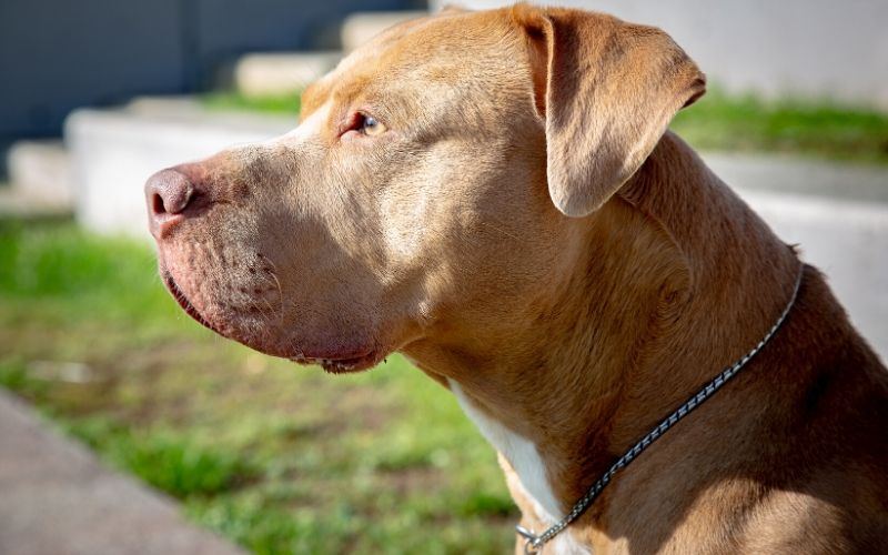 golden-retriever-pitbull-mix