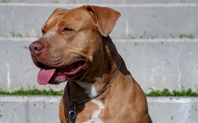 golden-retriever-pitbull-mix-4