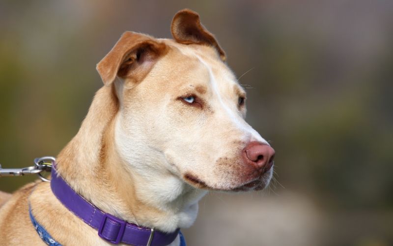 half-pitbull-half-golden-retriever