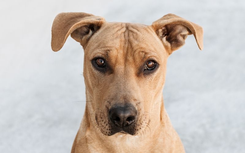 pitbull-golden-retriever-cross