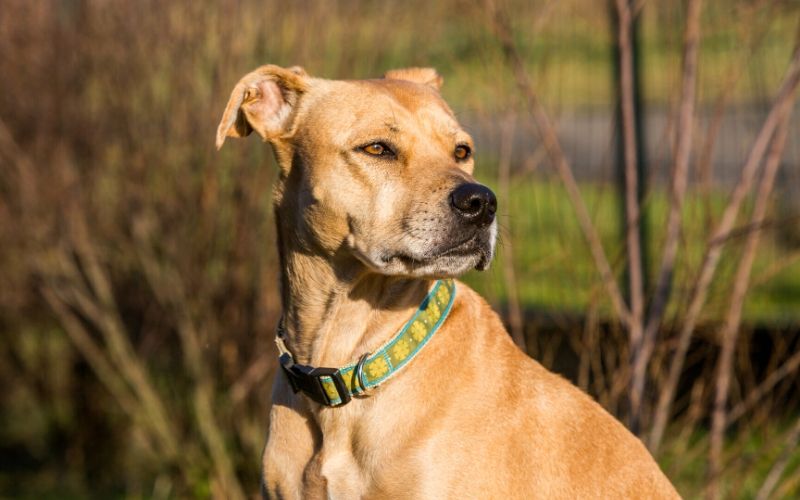 pitbull-mixed-with-golden-retriever