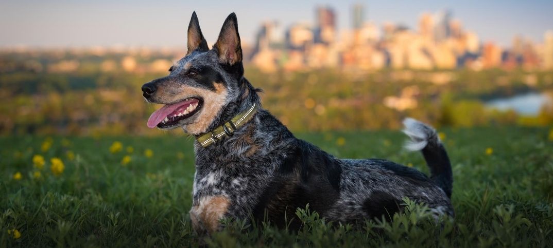 Australian Cattle Dog Names