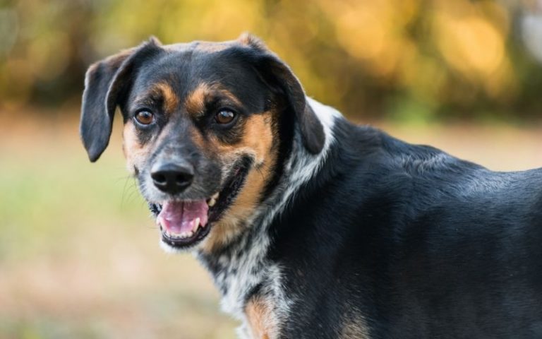 Beagle Australian Cattle Dog Mix: 21 Things Every Owner Should Know ...