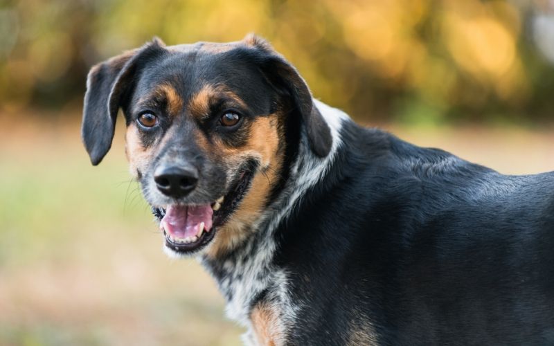 Beagle Australian Cattle Dog Mix: 21 Things Every Owner Should Know 