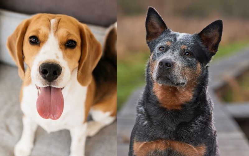 beagle-and-blue-heeler