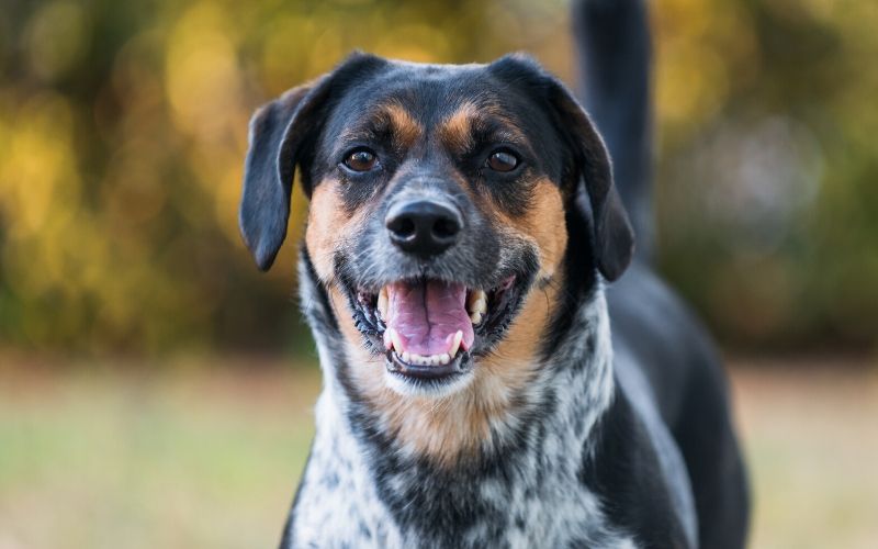 Beagle Australian Cattle Dog Mix: 21 Things Every Owner Should Know