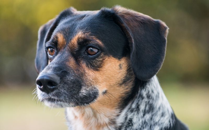 Beagle Blue Heeler Mix