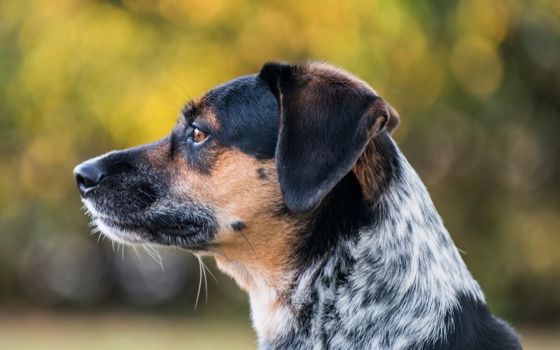 blue heeler beagle mix size