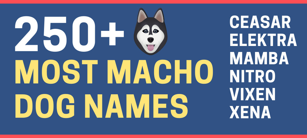 Macho Dog Names