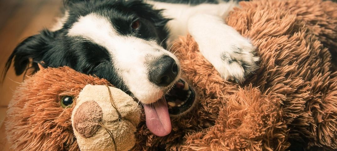 Border Collie Pit Mix