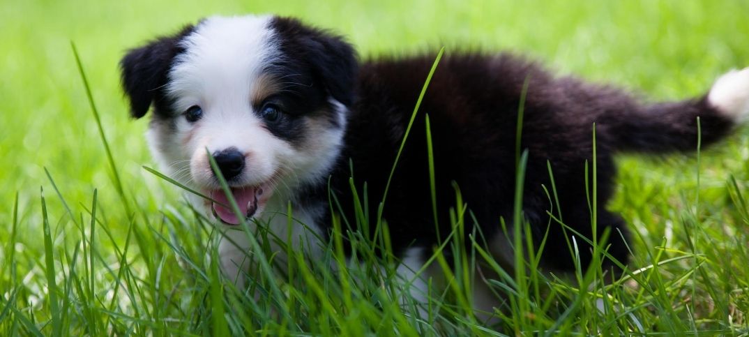 Chiot de mélange Border Collie Pitbull