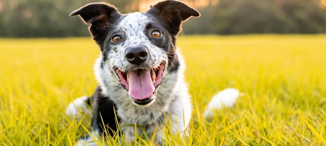 Border Pit Mix