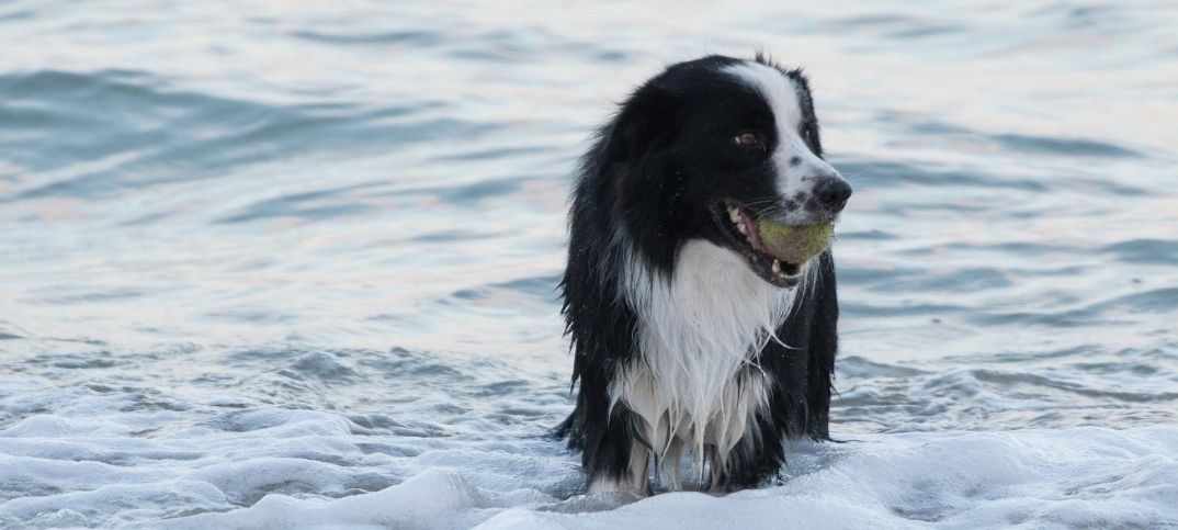 Borderbull en el agua