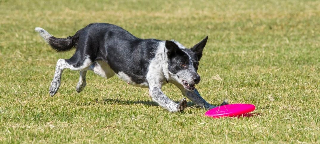 Borderbull Running