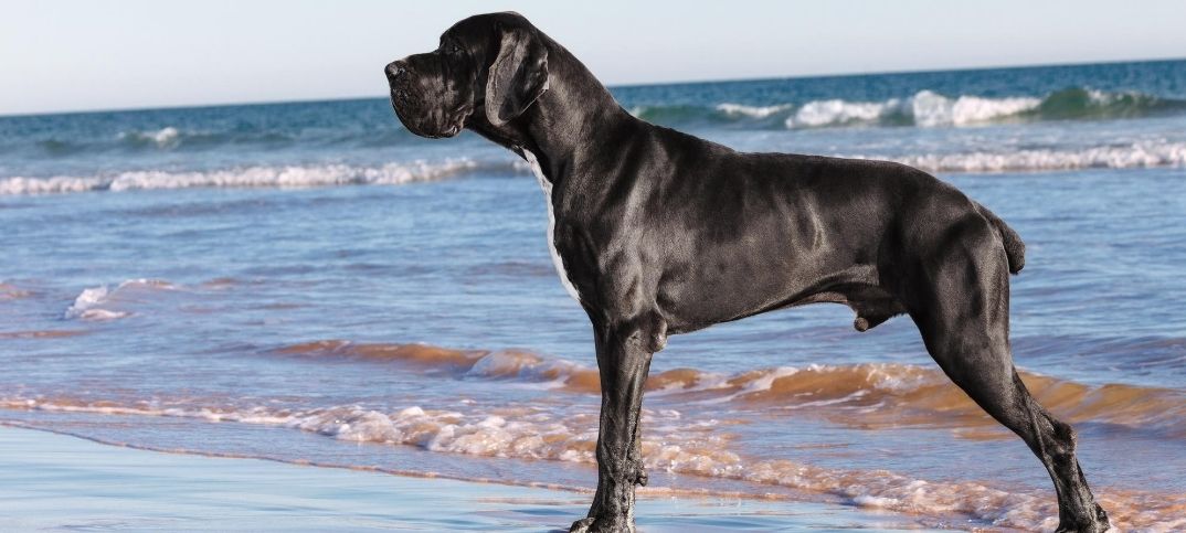 great dane mixed with corgi