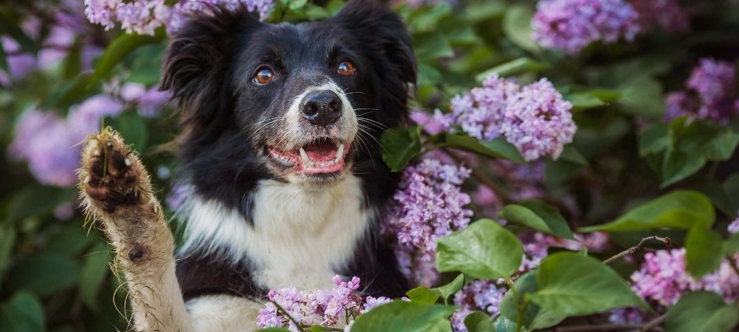 Pit Collie Mix Bloemen