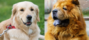 Golden Retriever Chow Mix