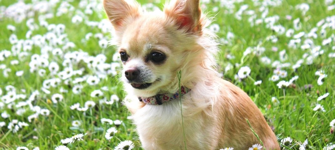 Chihuahua Dog Names