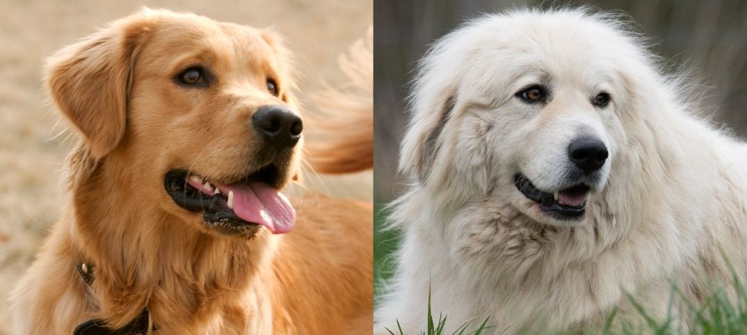 Golden Pyrenees