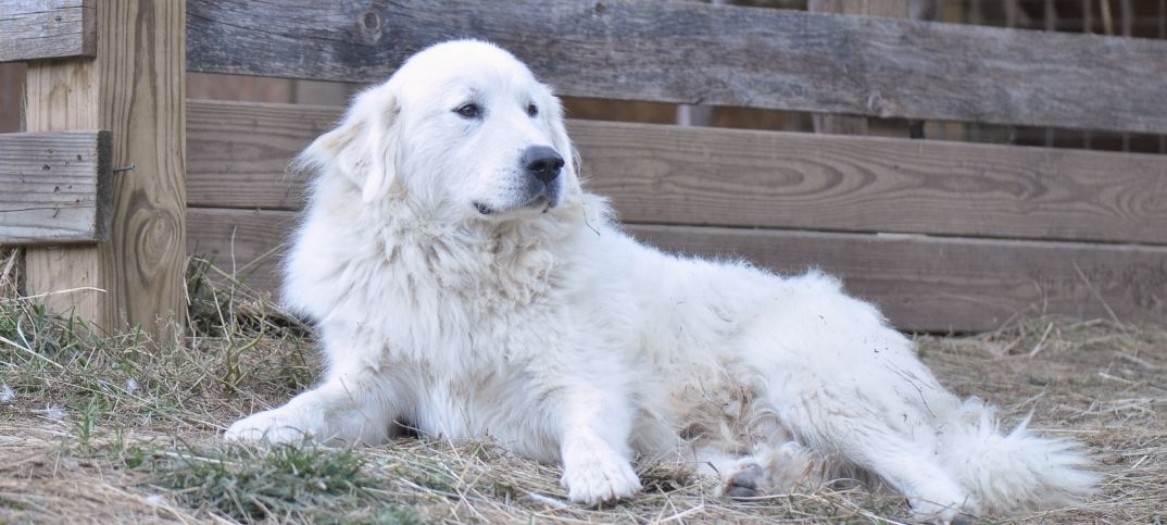 Big Dog Names Male Great Pyrenees